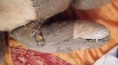/album/brumlicek-kompletni-renovace/brumlicek-pred-6-jpg/